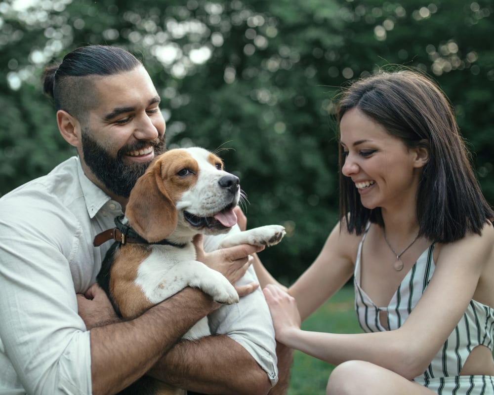 Dental Care, Halifax Vet